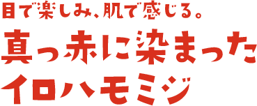 目で楽しみ、肌で感じる。真っ赤に染まったイロハモミジ
