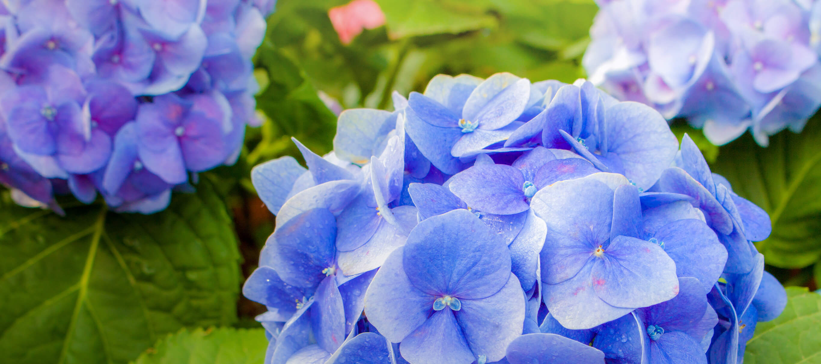 しっとりアジサイ