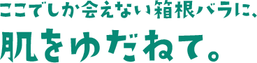 ここでしか会えない箱根バラに、 肌をゆだねて。
