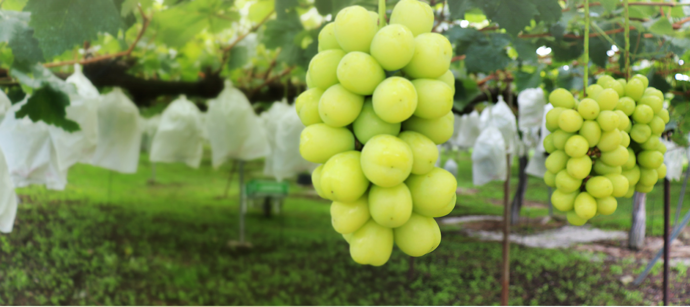 シャインマスカット